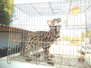 Gato do mato, animal silvestre ameaçado de extinção, era mantido em cativeiro