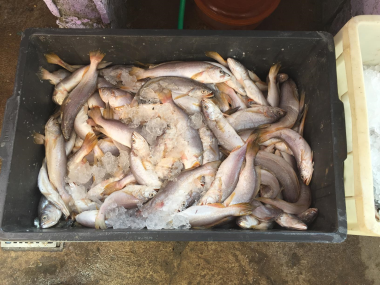 Os peixes e os frangos estavam sem refrigeração adequada