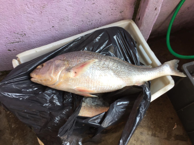 O local tinha moscas, cachorro, gatos e materiais velhos em meio às caixas com os alimentos